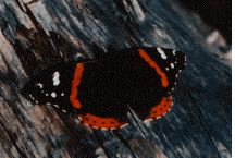 Red Admiral (Vanessa atalanta)