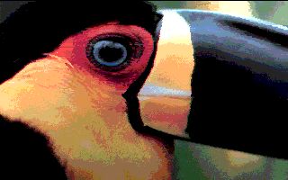 Photo of
Channel-billed Toucan (Ramphastos vitellinus)