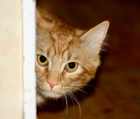 Ginger