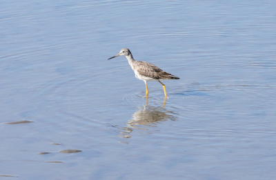 A greater yellowlegs on the salt marsh